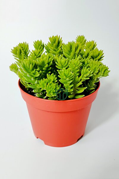 Toptan Kaktüs Sedum Spiral Staircase örtücü yayılan çabuk çoğalan sukulent