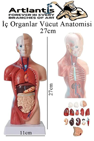 Artlantis İnsan Organ Maketi 27 cm 1 Adet İnsan Anatomi Modeli 15 Parça Sök T...