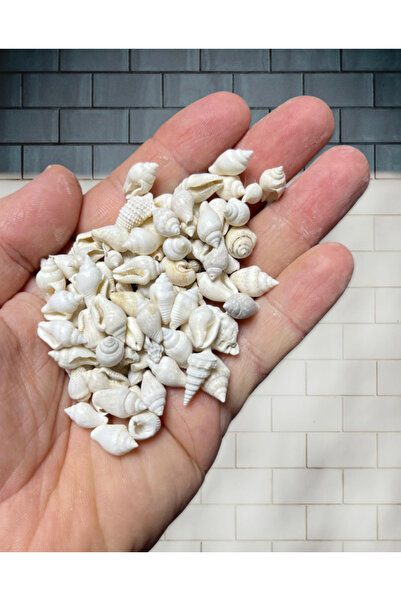 Flea Market 100 Adet Gerçek Deniz Kabuğu - White Nassa - Deliksiz - ( 100 Adet )