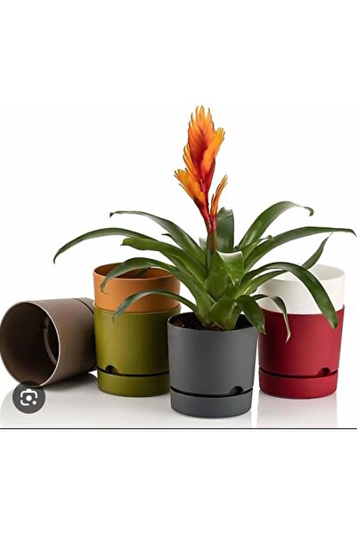 seazde 7 ADET Poliwork Begonya Saksı 9cm KARIŞIK RENK 7 ADET