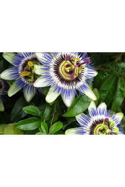 Genel Markalar Tüplü Mavi Çiçekli Kokulu Passiflora Ağacı Fidanı