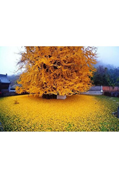 Ginkgo Biloba Mabet Ağacı 20 cm