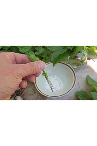 Eastroot Kullanıma Hazır Toz Fidan Köklendirme Hormon 50 gr Fidan Kalem / Çelik