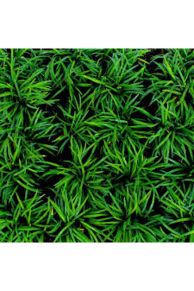 Tunç Botanik OSMANLI ÇİMİ 30 ADET - GÖLGE ÇİMİ