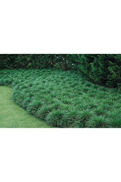 Tunç Botanik OSMANLI ÇİMİ 30 ADET - GÖLGE ÇİMİ