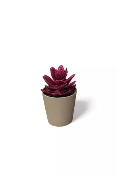 OEM Potted Yapa Flower Succulent Royaleks-5675