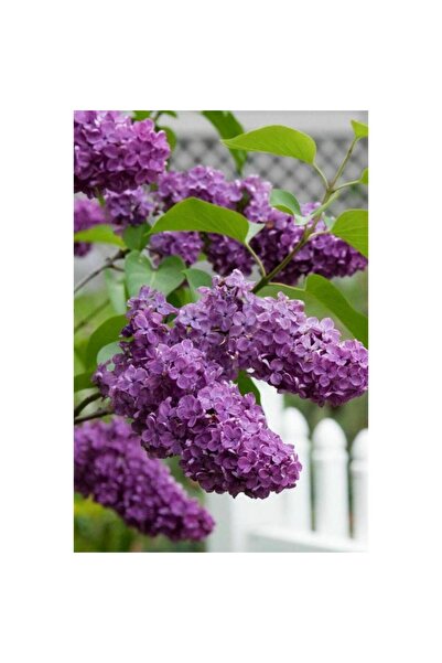 Mimoza Hoş Kokulu Leylak Fidanı Çiçeği 30-60 cm