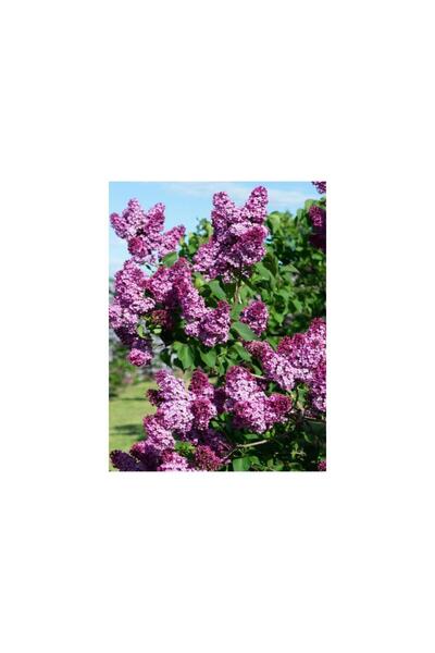 Mimoza Bahar Çiçeği Leylak Fidanı (Syringa Chinensis) 40-50 cm