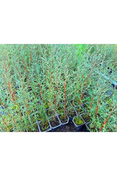 Tunç Botanik AKDENİZ SERVİSİ 10 ADET - ÇİT BİTKİSİ 40-60 cm