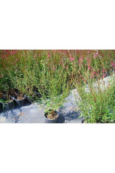 Tunç Botanik GAURA ÇİÇEĞİ 5 ADET - ÇOK YILLIK DIŞ MEKAN ÇİÇEĞİ