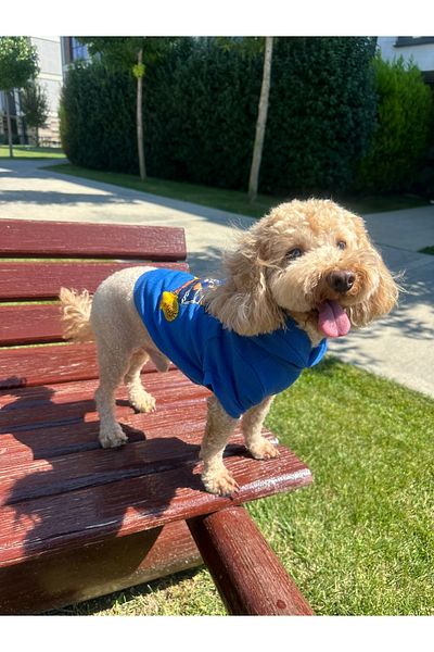 SayPuppy Small Breed Winter and Seasonal Blue Dog Hooded Sweatshirt