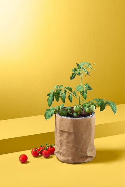 Tchibo Seed In Paper Bag 12.5 cm, Brown