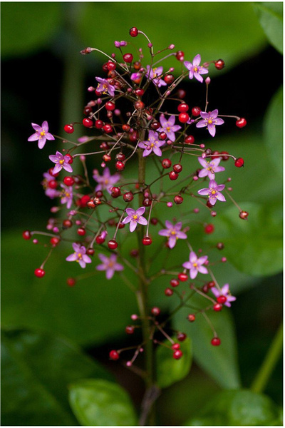 Birtutamrenk Talinum Paniculatum Kelebeğin Gözyaşı Tohumu 50 Adet
