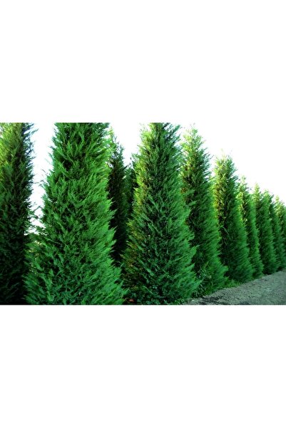 Tunç Botanik YEŞİL LEYLANDİ 3 ADET - AŞILI ÇİT BİTKİSİ