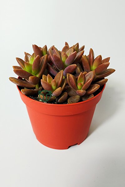 Toptan Kaktüs Graptosedum California Sunset çabuk çoğalan hızlı yayılan sukulent
