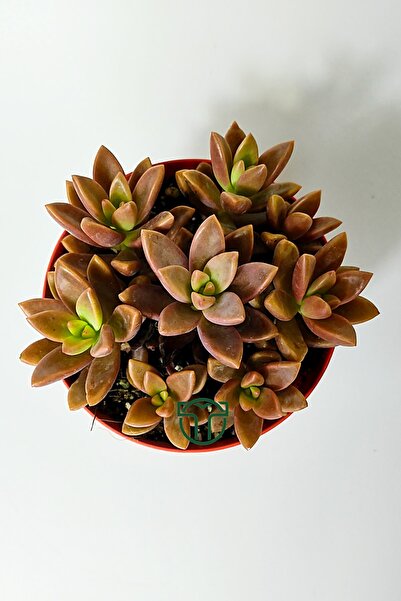 Toptan Kaktüs Graptosedum California Sunset çabuk çoğalan hızlı yayılan sukulent