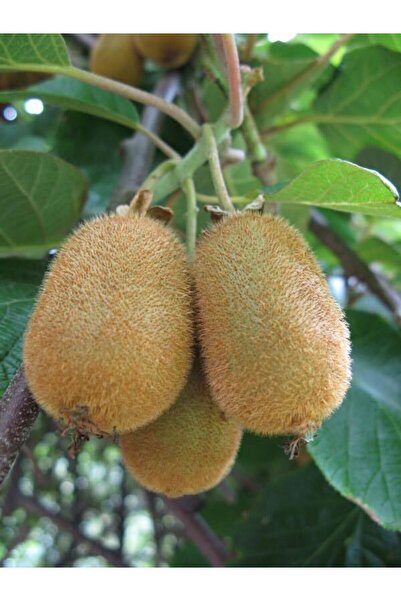 Tunç Botanik HAYWARD KİVİ FİDANI - 10 ADET - (1 Erkek + 9 Dişi)