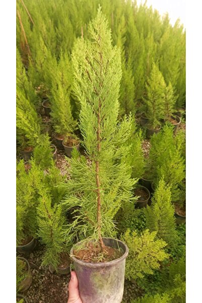 Tunç Botanik LİMONİ SERVİ 10 ADET 50-70 cm - LİMON ÇAMI