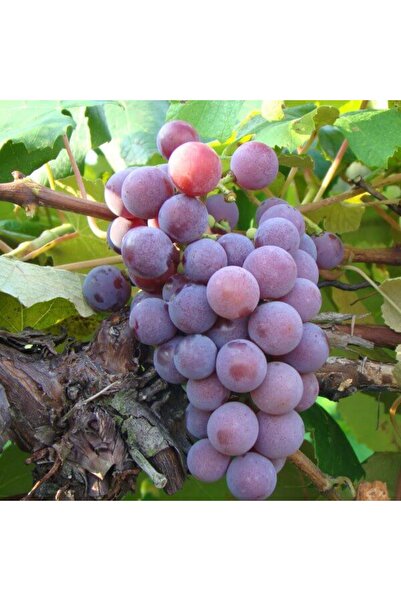 Tunç Botanik Kokulu Laz Üzümü (İzabella) Fidanı 2 Yaş Tüplü