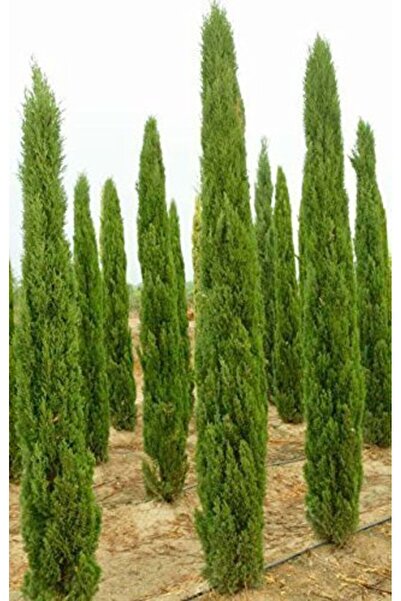 Tunç Botanik AKDENİZ SERVİSİ 20 ADET - ÇİT BİTKİSİ 40-60 cm