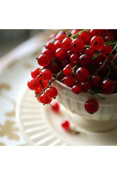bahçevilya 2 Yaşında Tüplü Frenk Üzümü (Ribes rubrum) Fidanı - Lezzetli Kırmı...