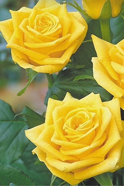 ÇİÇEKFLİX Yediveren  aromatik kokulu  sarı gül fidesi 33-37cm dikime hazır aç...