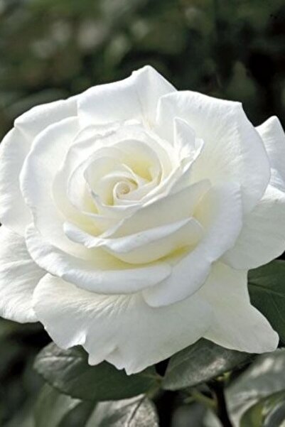 ÇİÇEKFLİX 1 Adet Kokulu Beyaz Gül Fidesi Fidanı Açık Kök