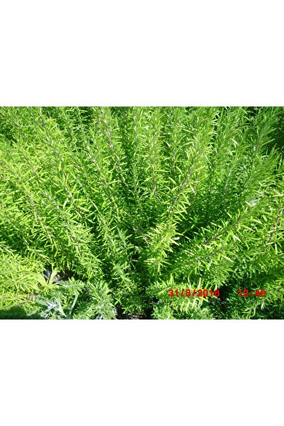 Tunç Botanik Biberiye Rosmarinus - Kokulu Aromatik Bitki 5 Adet