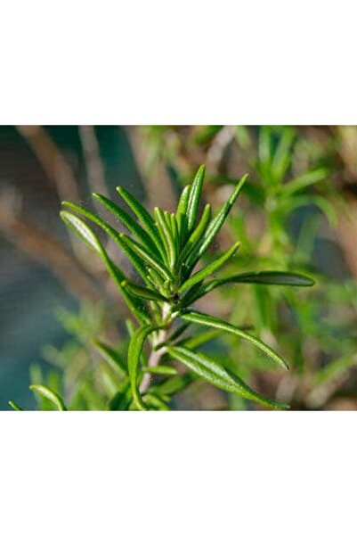 Tunç Botanik Biberiye Rosmarinus - Kokulu Aromatik Bitki 5 Adet