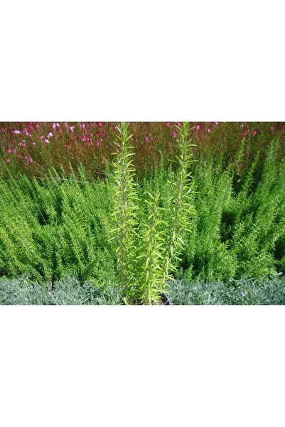 Tunç Botanik Biberiye Rosmarinus - Kokulu Aromatik Bitki 5 Adet