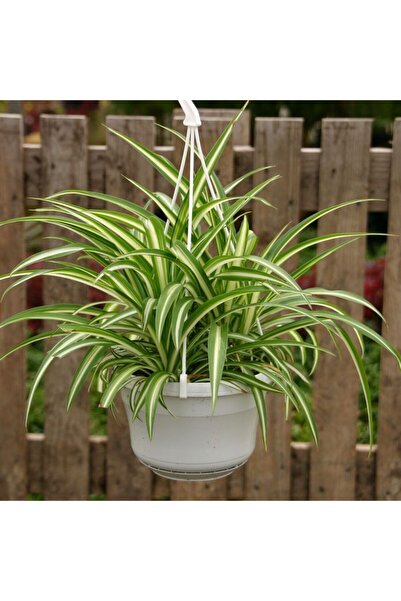Tunç Botanik Kurdele Çiçeği (Chlorophytum comosum) - Askılı Saksıda