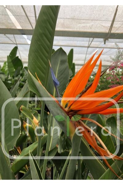 Genel Markalar Starliçe - Strelitzia Reginae- 50-60 Cm - Cennet Kuşu Bitkisi