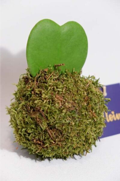 Yades Kokedama Hoya Keri
