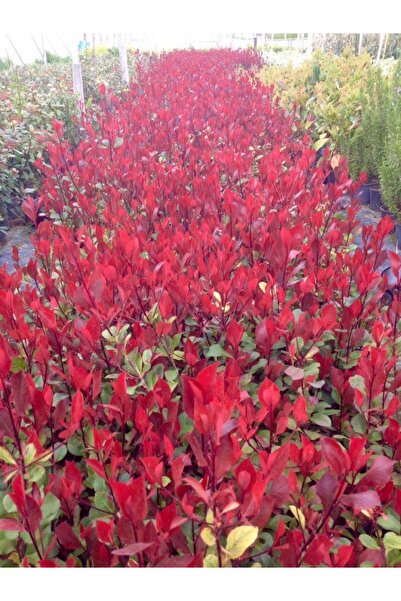 Tunç Botanik BODUR ALEV ÇALISI 50 ADET - KIRMIZI SÜS BİTKİSİ