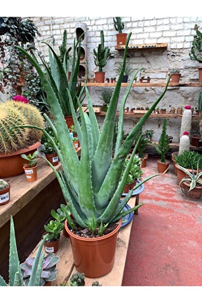 Yades Aloe Vera Bitkisi Orta Boy Saksılı Jel Için Uygun
