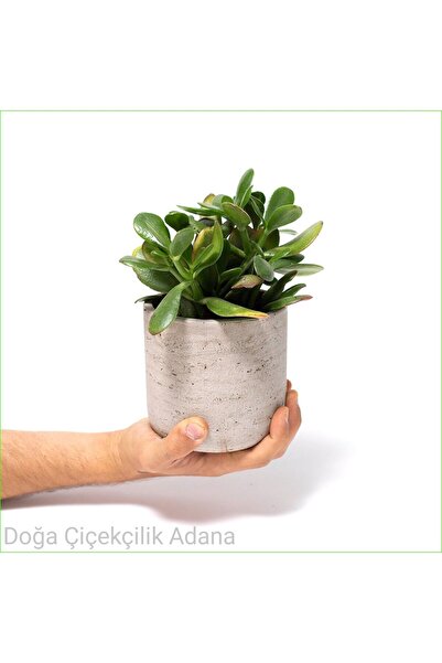 Genel Markalar Seramik Saksıda Para Ağacı Bereket Ağacı Crassula Ovata 01