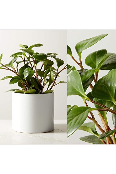 Yades Umut Bitkisi Peperomia Obtusifolia