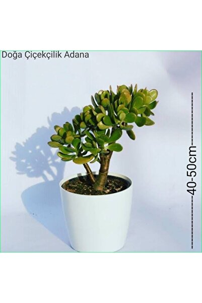 Genel Markalar Para Ağacı Bereket, Iyi Şans Ve Para Çiçeği Crassula Ovata 0102