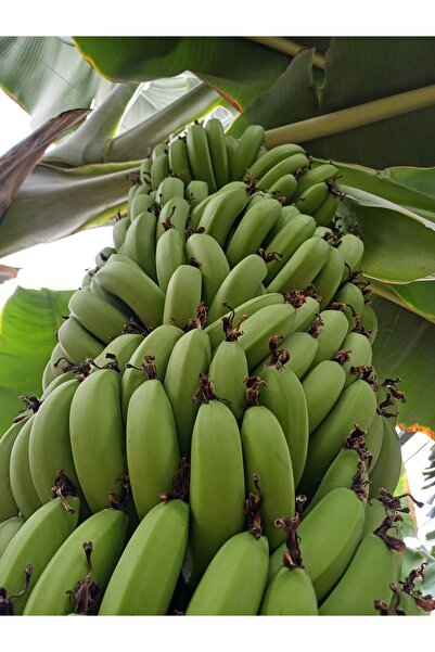 DRZ TARIM Yeşil Anamur Muz'u 2kg, 1 Kg Avokado (250GR ÜSTTÜ).