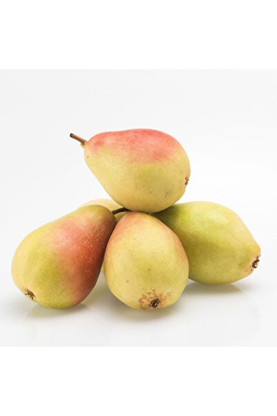 FİDAN SEPETİM 3 Yaş Aşılı Santa Maria Armut Fidanı