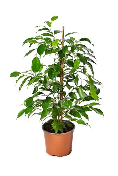 Gardenbox Ficus Benjamina Salon Ofis Bitkisi Yeşil Benjamin 1 ADET 40-60Cm