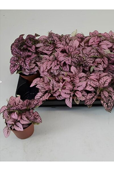 Gardenbox Hediyelik Dolgun Formlu Pembe Renk Hostes Çiçeği(Hypoestes)