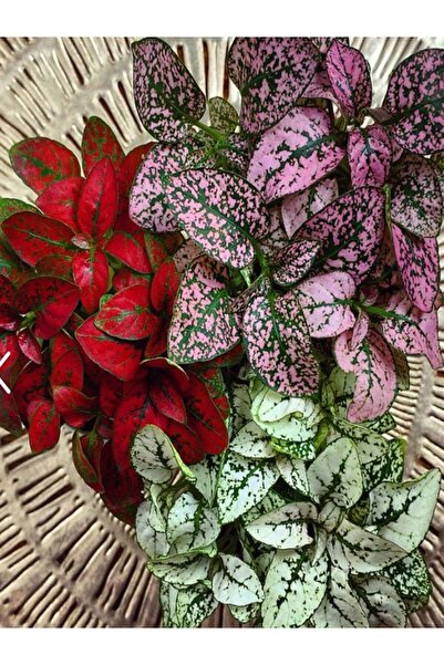 serada decor & plant Karışık 3 Renk Hostes Çiçeği Saksılı 10-15cm (Hypoestes)...