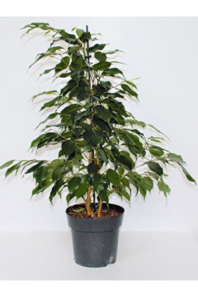 Gardenbox Canlı Formlu Yeşil Benjamin Çiçeği 30-60cm 1 ADET Saksılı Green Fic...