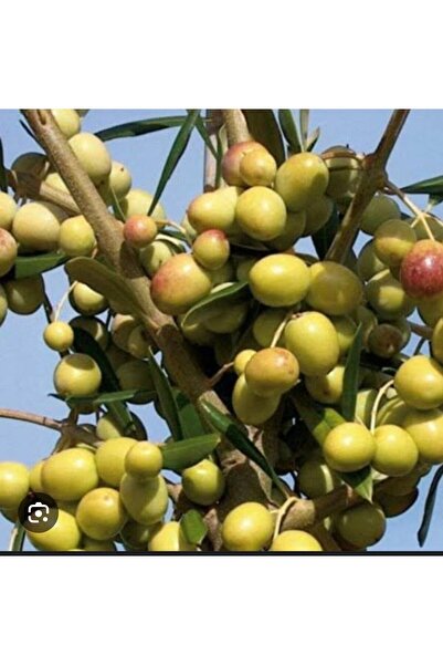 Store Arbequina İspanya zeytin ağacı fidanı (küçük boy)