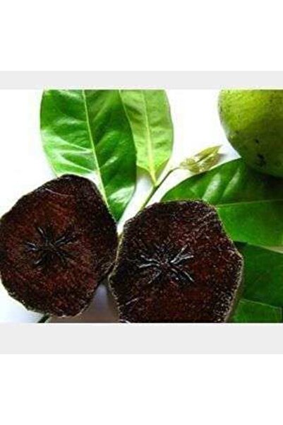 fidanciyiz Black Sapote Çikolata Meyvesi, 20-40 Cm, Tüplü
