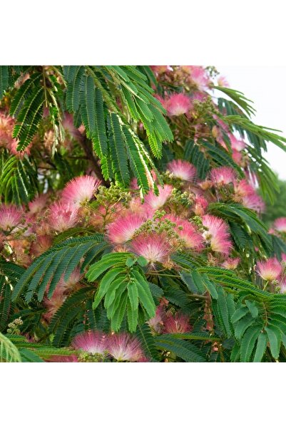 Tunç Botanik GÜLİBRİŞİM FİDANI - İPEK AĞACI (Albizia Julibrissin)