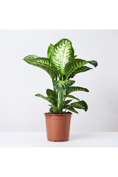 Tunç Botanik Difenbahya (TROPİK) - Ağlayan Çiçek 60 Cm