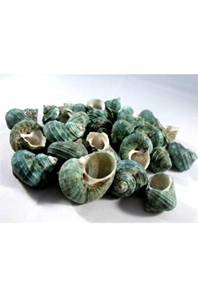 Hasyılmaz %100 NATUREL DOĞAL GERÇEK DENİZ KABUĞU 500 Gram -MMM4762