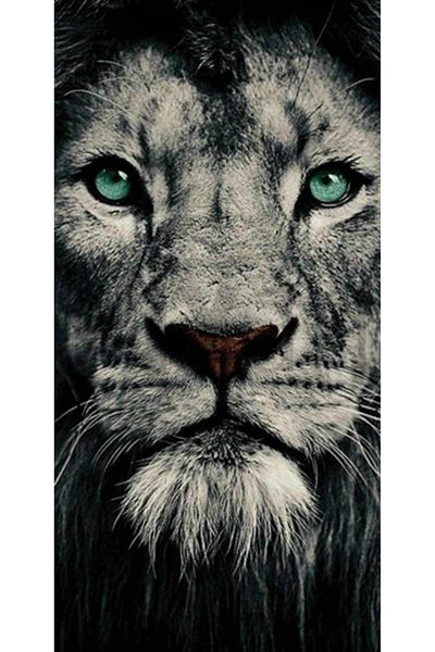 pixartsanat Beautiful Eyed Lion Pixart Art Diamond Mosic Painting Daimond Türkiye 27*53